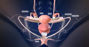 Ilustração Da Anatomia Pélvica Com O Ponto G Destacado Em Cores Quentes.